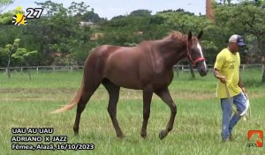 Uau! Uau Au Uau, a nova aquisição de Joaquim Moreira.